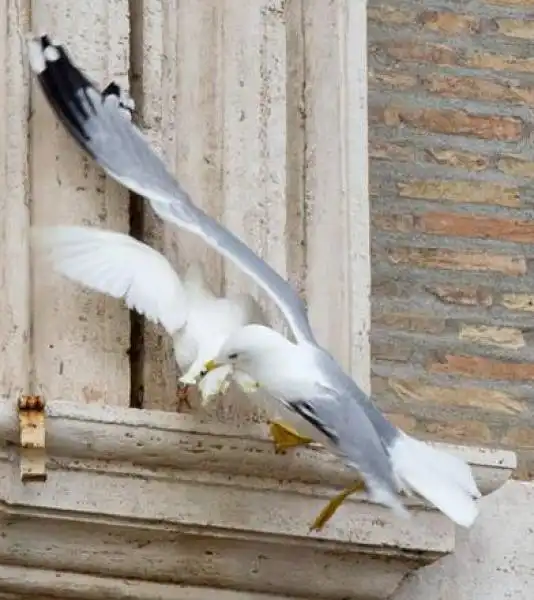 IL PAPA LIBERA DUE COLOMBE E UNA VIENE MANGIATA DA UN GABBIANO 