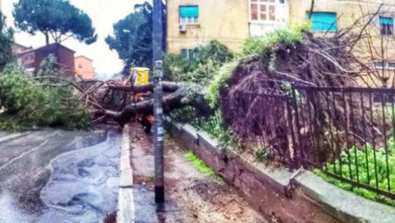 ALBERI CADUTI PER NUBIFRAGIO A ROMA