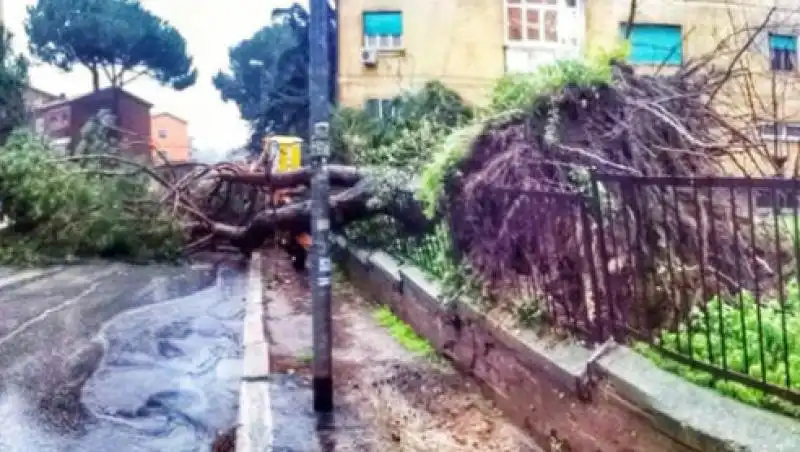 ALBERI CADUTI PER NUBIFRAGIO A ROMA 