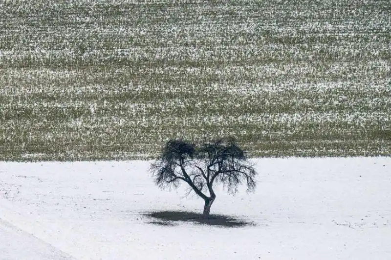 Albero nella neve a Neukirchen Germania 