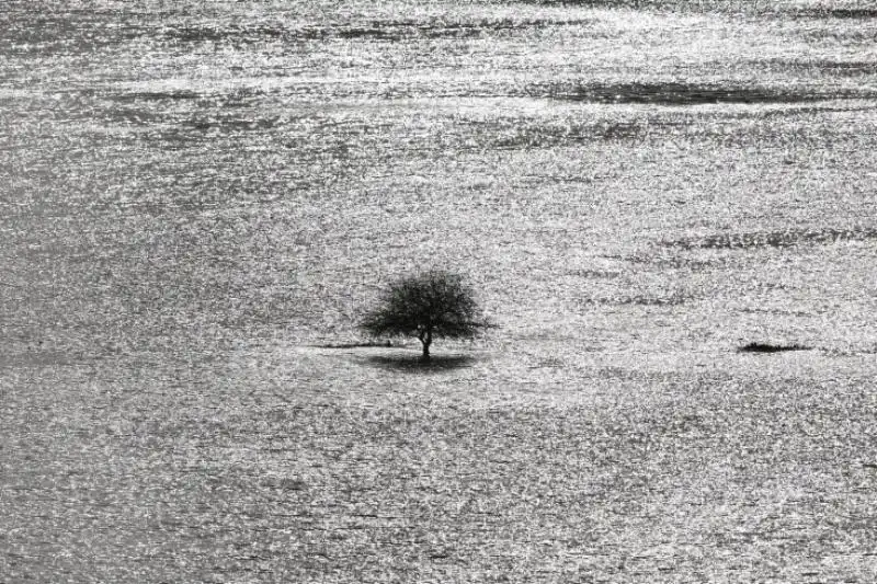 Albero solitario nel fiume Arun Inghilterra 