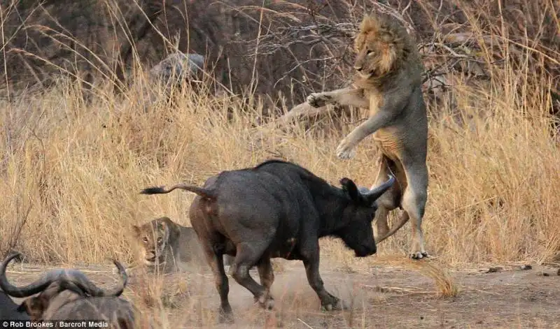 Il bufalo incorna il leone che faceva sesso esplicito 