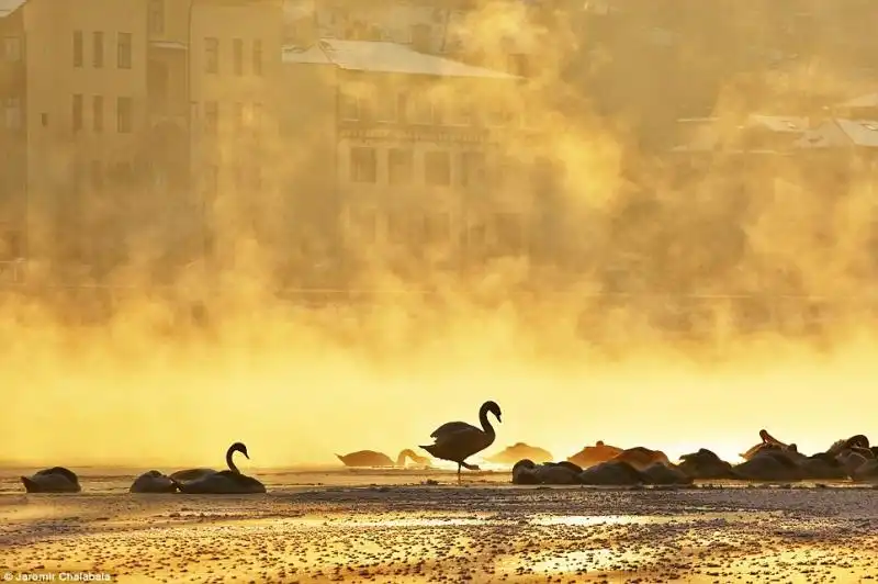 Cigni sul fiume Vitava Praga 