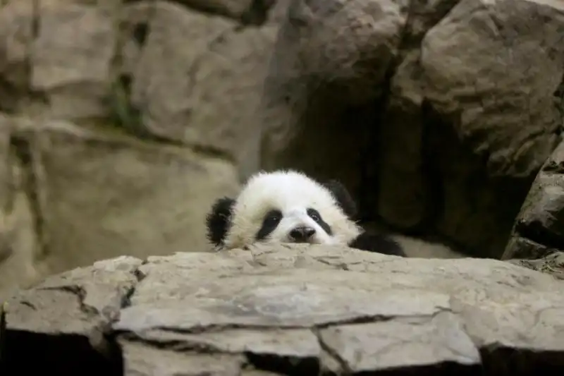 Il debutto di Bao Bao nello zoo di Washington 