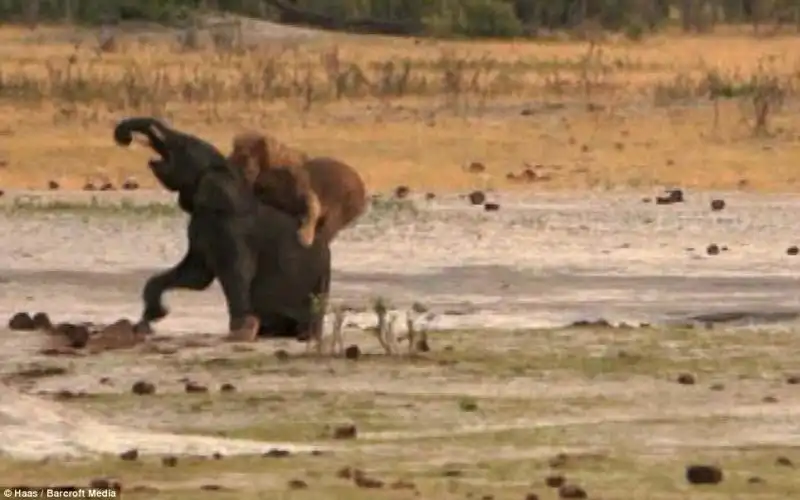 Il giovane elefante cade al suolo 