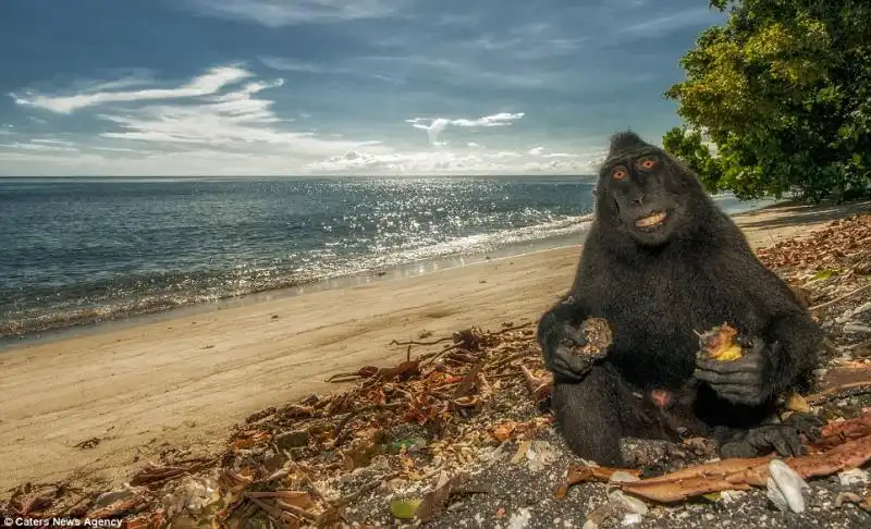 Il macaco nero rischia di sparire a causa del bracconaggio 