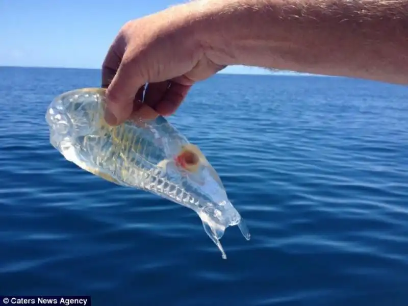 La salpa trovata nel mare neozelandese 