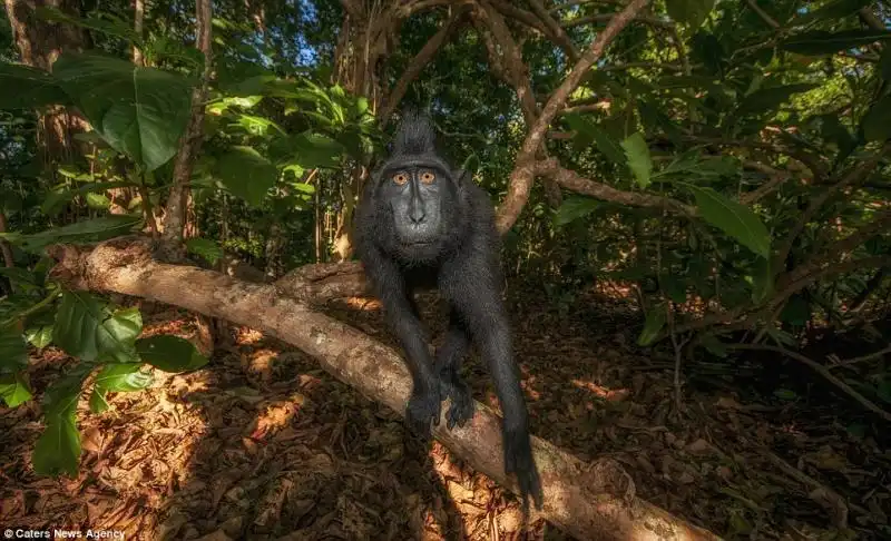 Col tempo di impara a distinguere i diversi macachi 