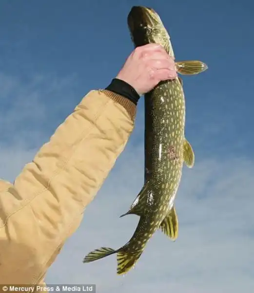 vince il pesce vivo piu grosso 