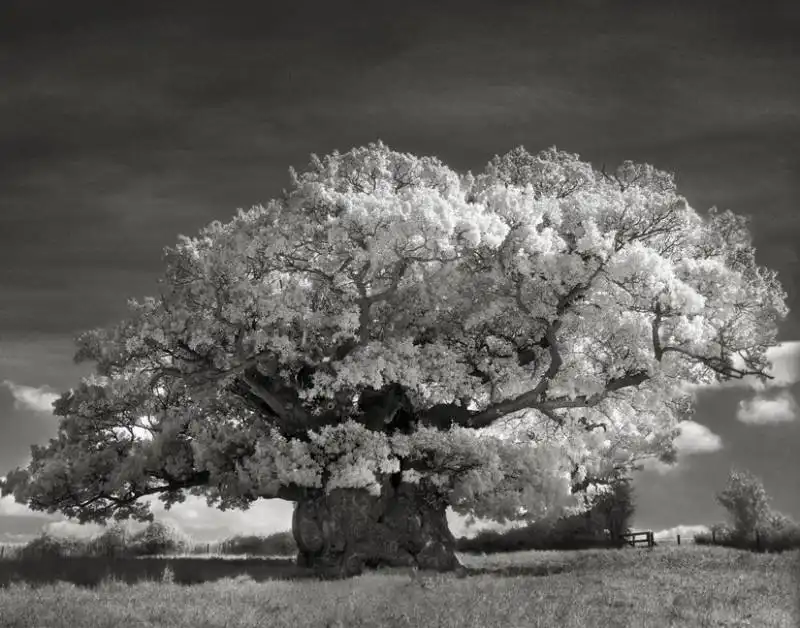 alberi antichi bowthorpe oak copy