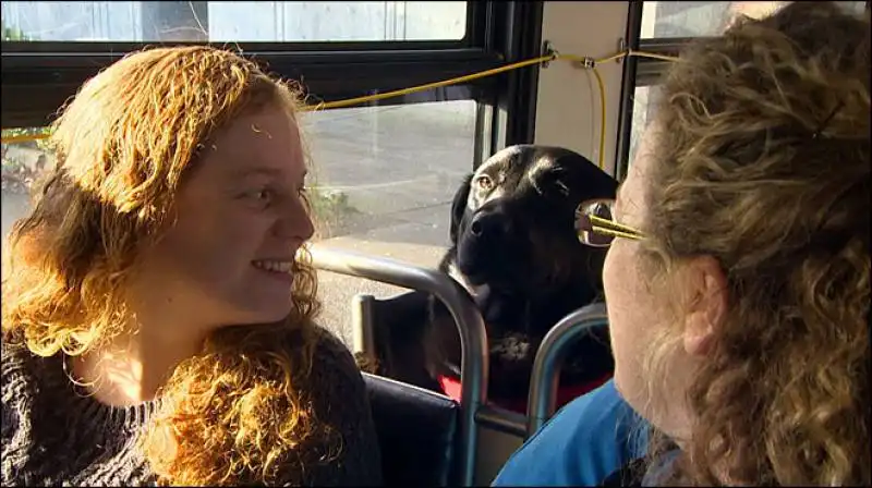 eclipse la labrador che va sull autobus da sola 1