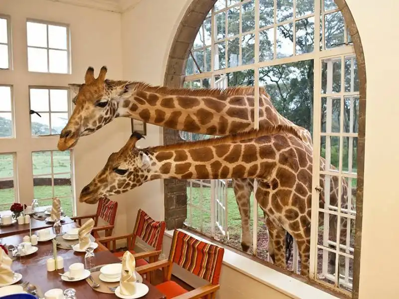 giraffe manor, kenya 