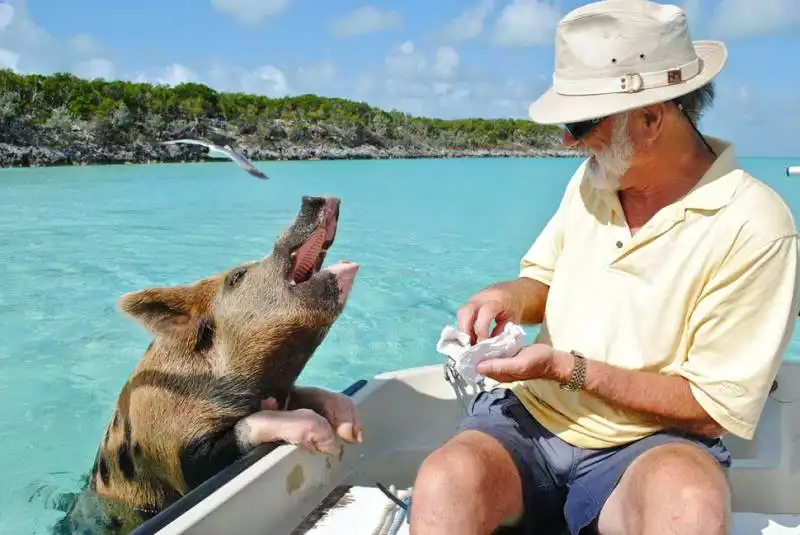 pig beach, bahamas  