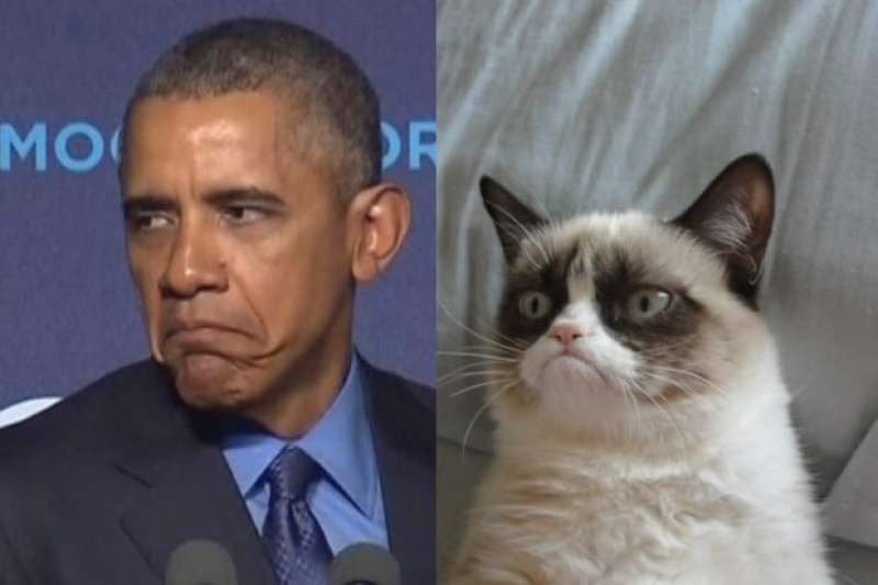 grumpy cat hates obama