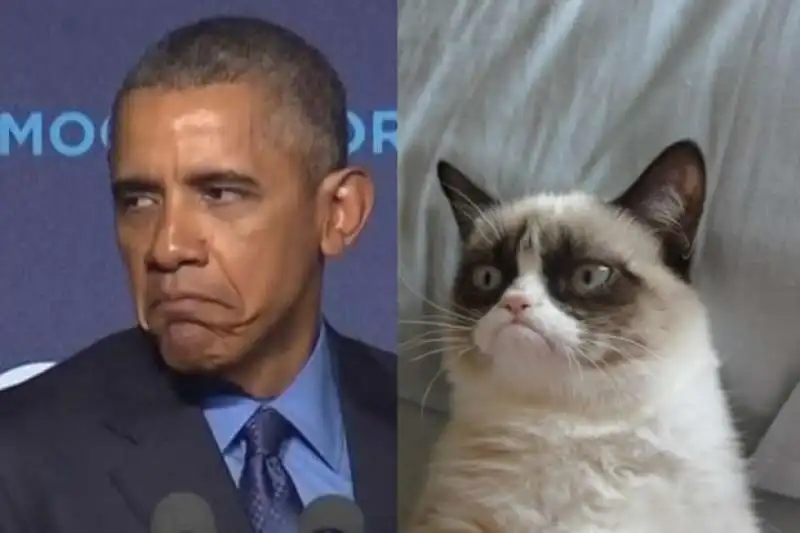 barack obama e grumpy cat