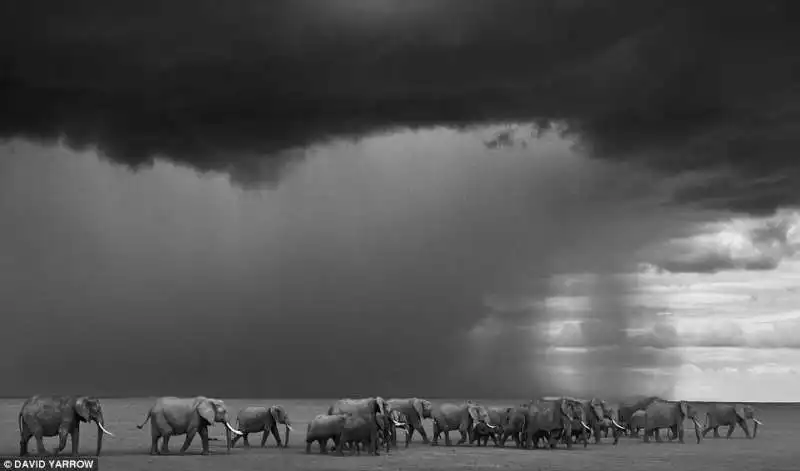 elefanti verso il lago amboseli