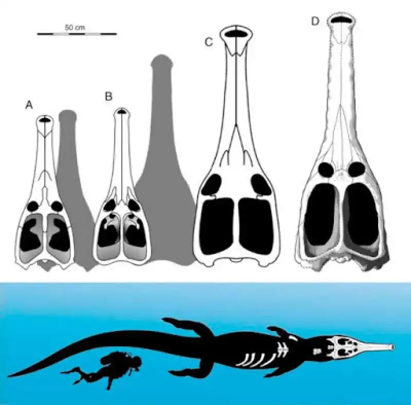 Machimosaurus Rex