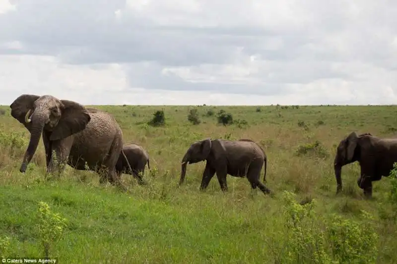 mamma elefante ammazza un bufalo in kenya  1