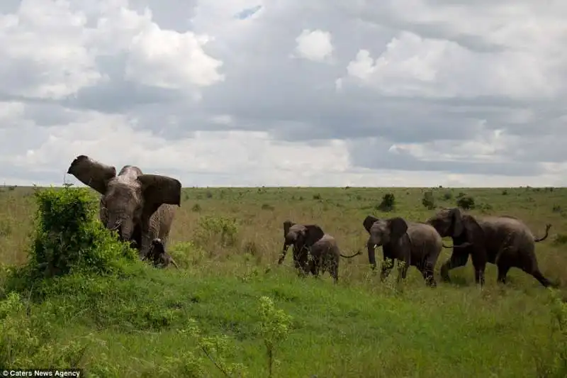 mamma elefante ammazza un bufalo in kenya  2