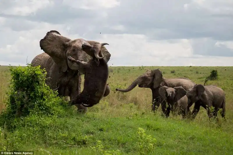 mamma elefante ammazza un bufalo in kenya  5