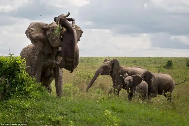 mamma elefante ammazza un bufalo in kenya  9