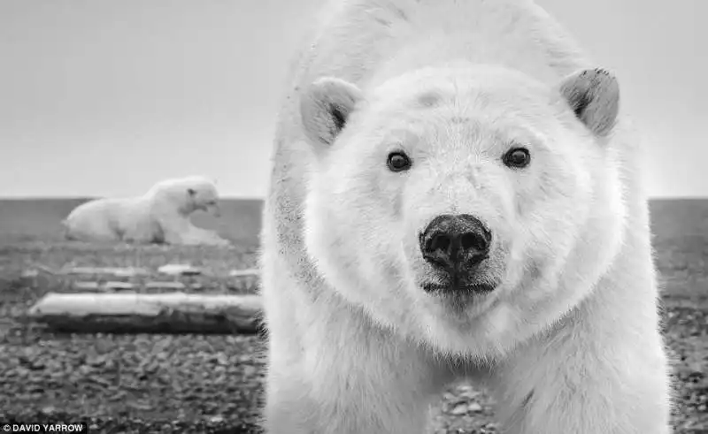 orsi in alaska