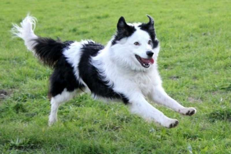 BORDER COLLIE