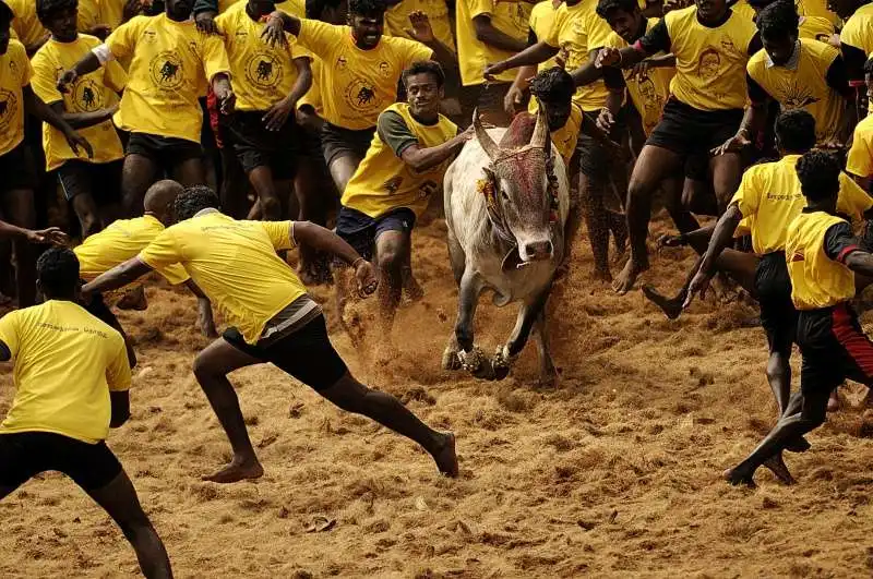 CORRIDA INDIA