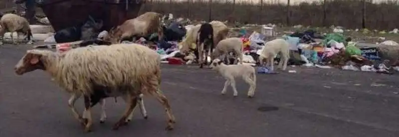 PECORA CAMPO NOMADI