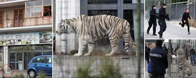 UNA TIGRE A MONREALE