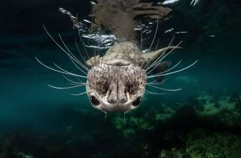 ocean art underwater 50