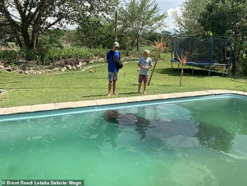 botswana   ippopotamo si fa il bagno in piscina 1