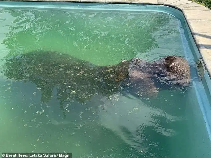 botswana   ippopotamo si fa il bagno in piscina