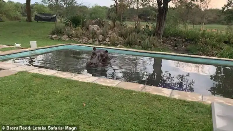 botswana   ippopotamo si fa il bagno in piscina 2