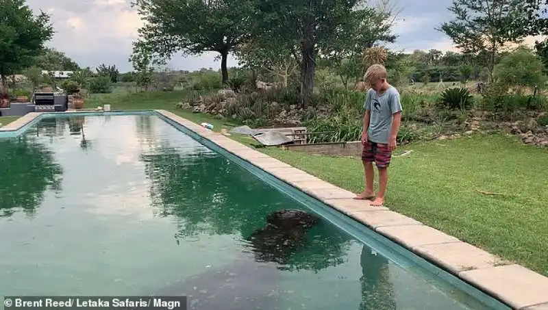 botswana   ippopotamo si fa il bagno in piscina 3