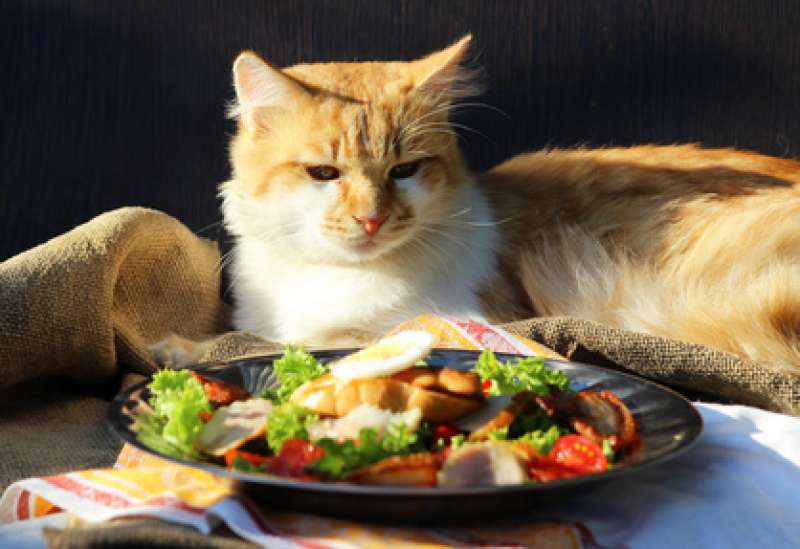 dieta speciale per il gatto