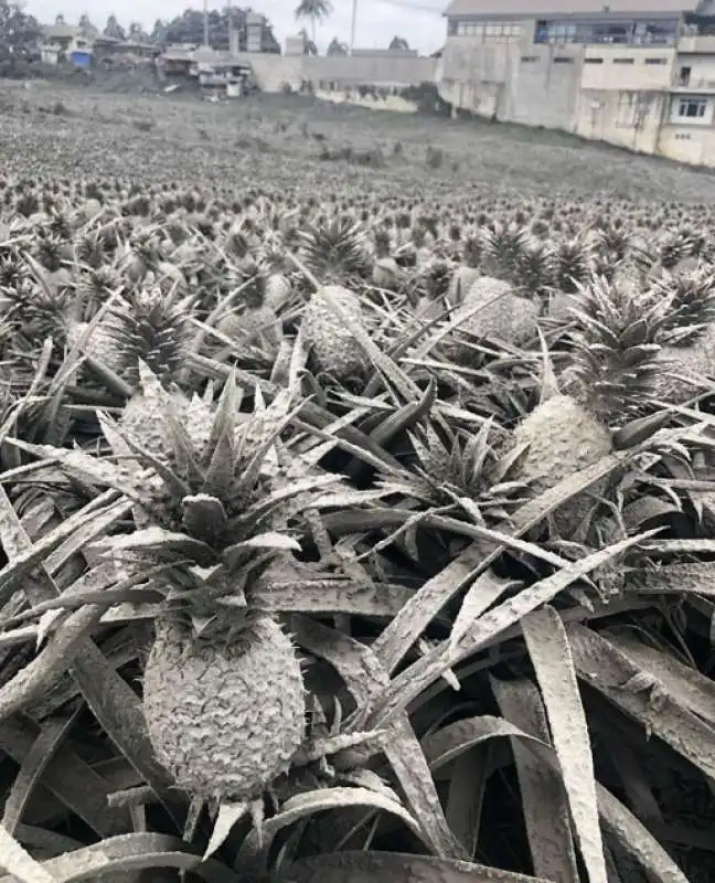 eruzione vulcano taal nelle filippine 22