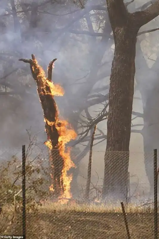 incendi in australia 1