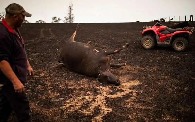 incendi in australia 13