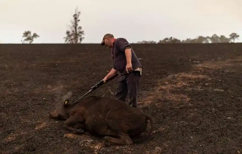 incendi in australia 14