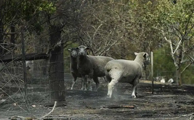 incendi in australia 17