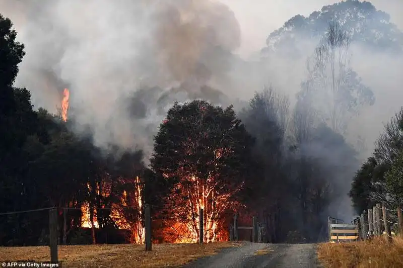 incendi in australia 3