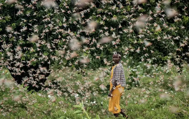 invasione di locuste in kenya 16