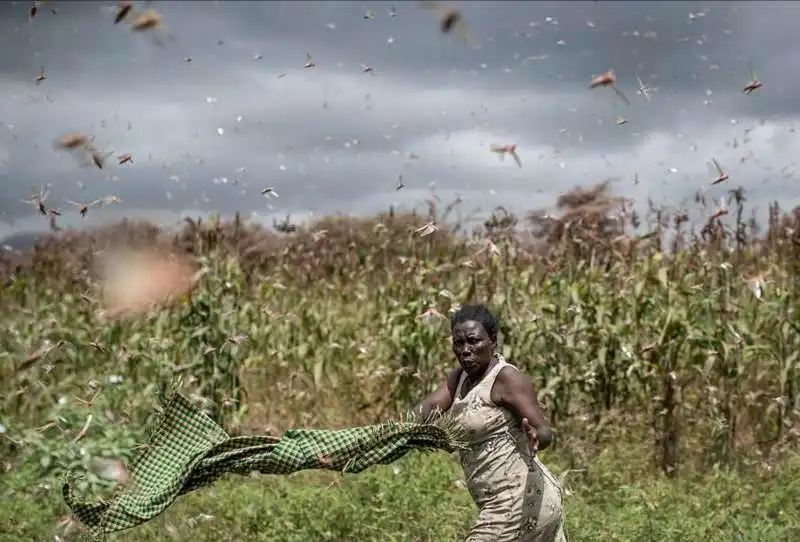 invasione di locuste in kenya 2