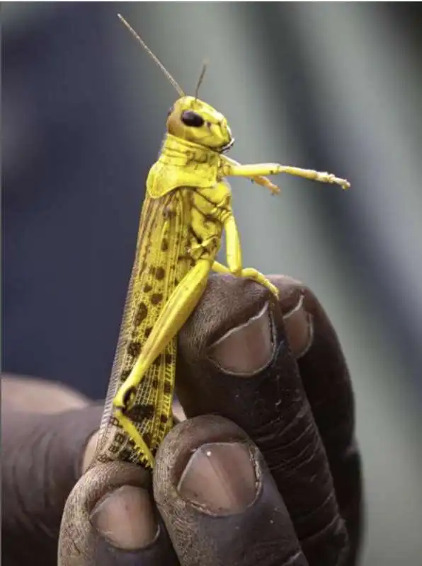 invasione di locuste in kenya 21