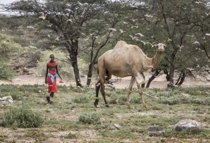 invasione di locuste in kenya 25