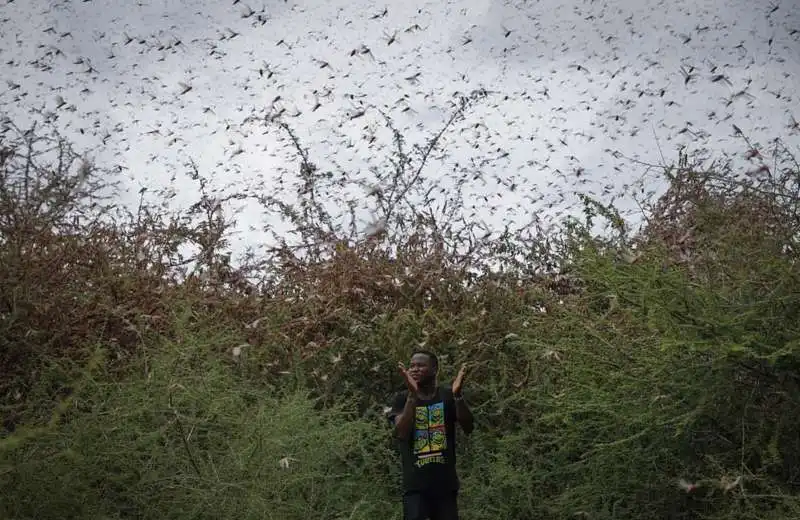 invasione di locuste in kenya 4