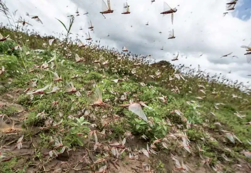 invasione di locuste in kenya 6