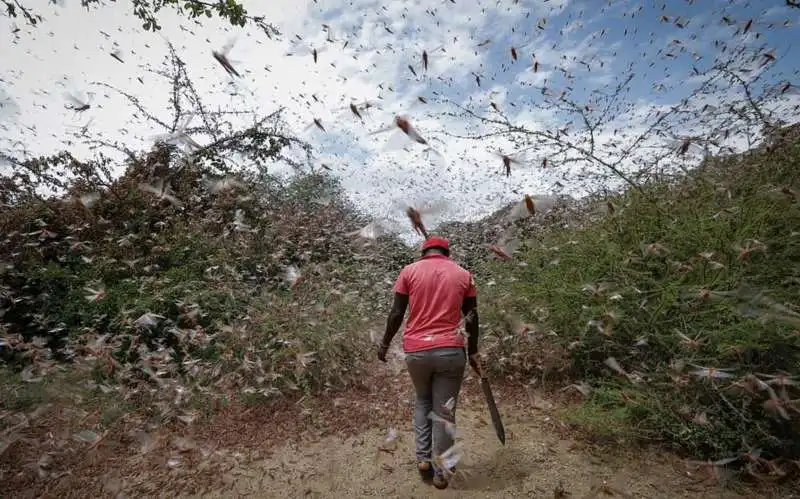 invasione di locuste in kenya 7