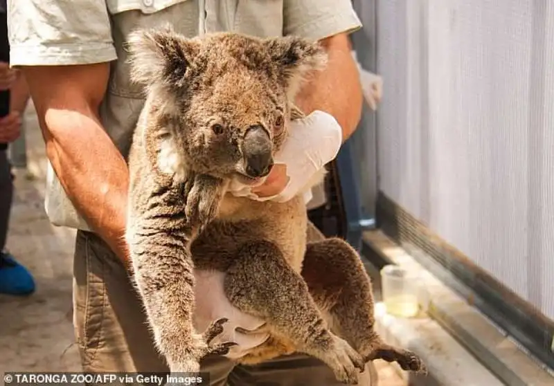 koala salvato dagli incendi